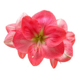 Curso De Cultivo + Bulbo Hippeastrum