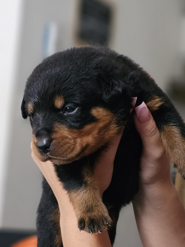 Cachorro Rottweiler 