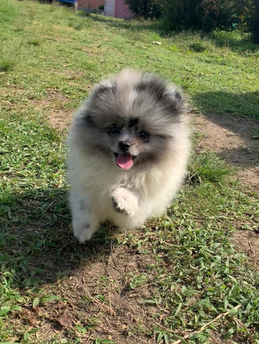 Cachorros Pomerania Mini Toy Cara De Oso Lulú Ruso Exóticos 