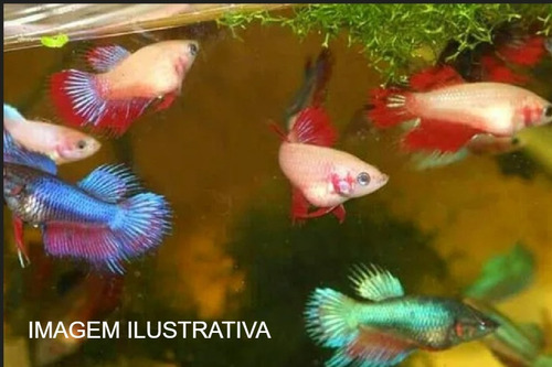 Betta Macho Ou Fêmea + Ração + Aquario Beteira Combo 