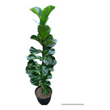 Ficus Pandurata 1,20 Cm, Con Maceta.