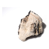 Madera Petrificada Fosil 100% Natural Mdfsl01