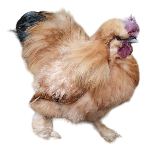 1 Huevo Fértil Silkie O Sedosos Del Japón 