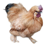 1 Huevo Fértil Silkie O Sedosos Del Japón 