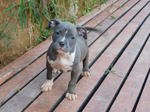 Perro Cachorro American Bully Pocket Puppy Con Registro Abkc