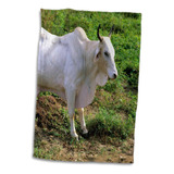 3d Rose Brahma Bull Cow-battle-na02 Dfr0037-david R. Frazier