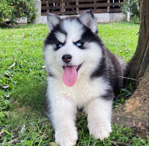 Cachorros Husky Siberiano De Calidad.