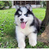 Cachorros Husky Siberiano De Calidad.