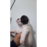 Cachorro Bulldog Frances