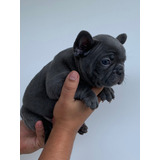 Cachorro Bulldog Frances  Color Blue Gris Azul Cali Colombia