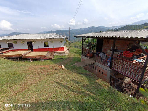 Se Vende Finca Con Dos Casas, Salamina, Caldas. - Imagen 4