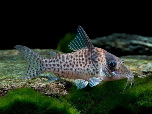 Coridora Agassizi  (corydoras Agassizi)