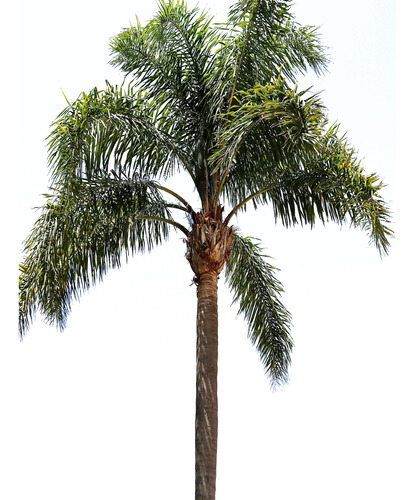 Palmera Pindo