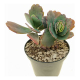 Planta Suculenta Kalanchoe Fedtschenkoi Bryophyllum - Crasa