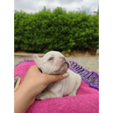 Bulldog Frances De Ojos Azules Disponible Perros Cachorros