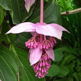 1 Medinilla Magnífica- De Malasia - Flores Para Interior