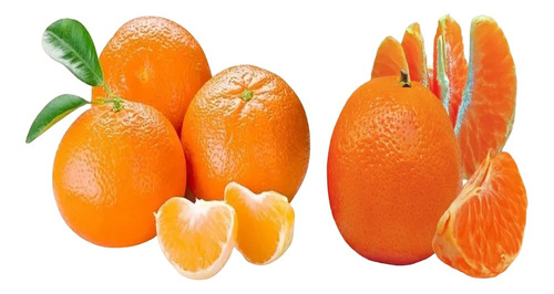 Arbolito De Mandarina Reyna