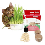 Juguete Gato Cat Grass Hierba Gatera Catnip Pasto Kit
