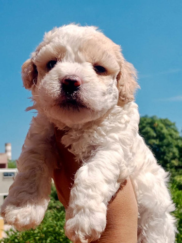 Cachorro Poodle Machos Animal Pets Colombia 