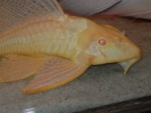 Cascudo Albino(gibbiceps Albino)