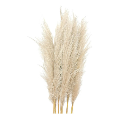 Pampas Naturales Secas Naturaleza Muerta  10 Varas 13o Cm, | Meses sin interés