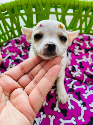 Chihuahua Pelo Curto Disponivel Garanta Seu Filhote 