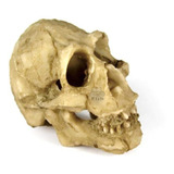 Crânio Neandertal Pequena Decoração Aquário Nomoypet Ns-