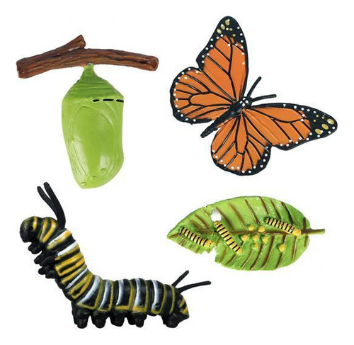 4 Naturaleza Realista Mariposa Crecimiento Educación