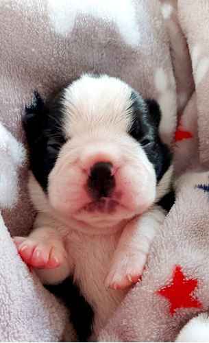 Boston Terrier Cachorros Pedigree Internacional