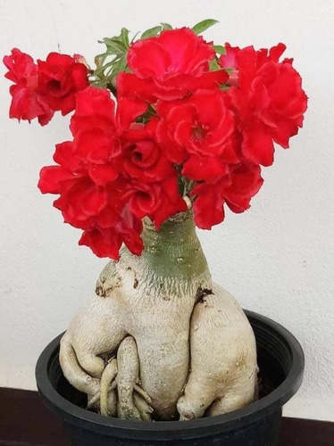  Adenium Rosa Del Desierto Rojo Intenso