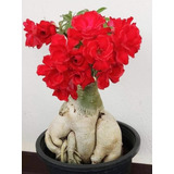  Adenium Rosa Del Desierto Rojo Intenso