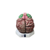 Modelo Anatomico Cérebro Ampliado C/12 Partes 
