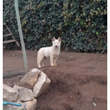 Cachorro Akita Americano