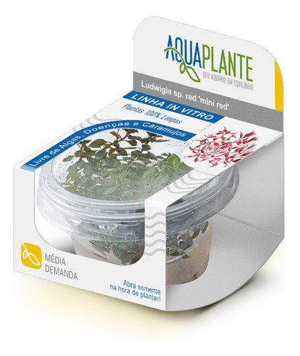 Ludwigia Super Mini Red  In Vitro Aquaplante