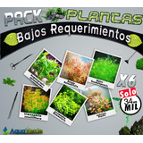 Pack De Bajos Requerimientos Plantas De Acuarios