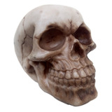 Crânio 1 Newton - Caveira - Esqueleto - Halloween