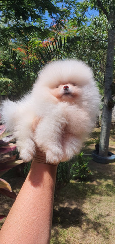 Lulu Da Pomerania Branca, Ursinha E Baby Face 