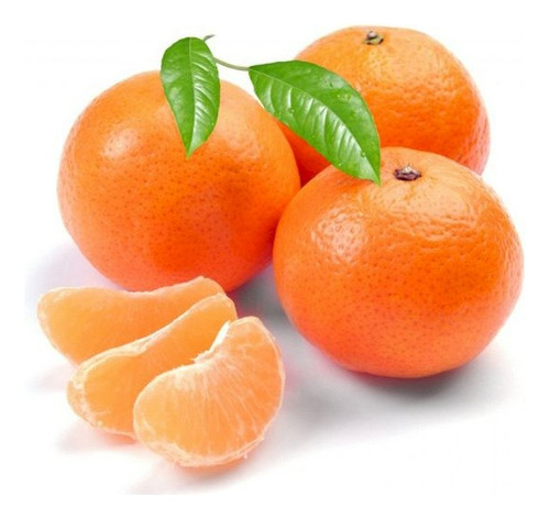 Mandarina Clementina Injerto Grande De 1.60 M De Altura 