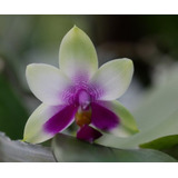 Orquídea Phalaenopsis Belina 