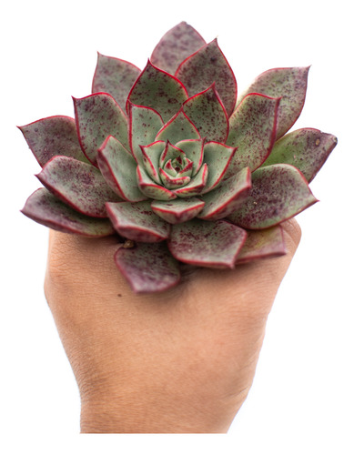 Echeveria Paso Doble Suculenta Colección Maceta Nº 8