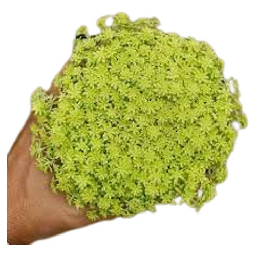 Planta Suculenta Sedum De Oro Colgante Deco 