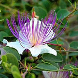 10 Sementes Alcaparra Capparis Spinosa Arbusto Flor P/ Mudas