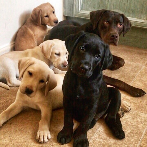 Mis Hermosos Cachorros Labrador Soy Martina De Palermo Caba