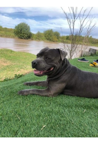 Cachorros Staffordshire Bull Terrier Blue *criadero.odinson*