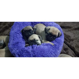 Hermosos Cachorros Pug