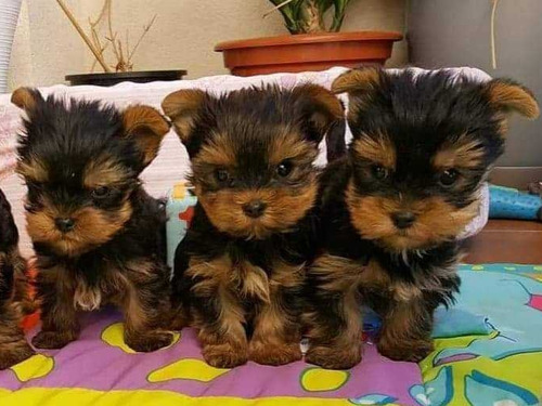 Cachorros Yorkshire Yorki Con Carnet.