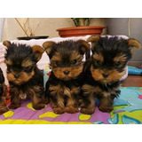 Cachorros Yorkshire Yorki Con Carnet