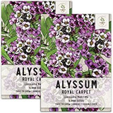 Paquete De 5.000 semillas, Royal Alfombra Alyssum (lobularia