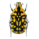 Escarabajo Vadoni Naranja Negro