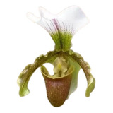 Mudas De Orquídeas Sapatinho Paphiopedilum Leeanum Semadulta